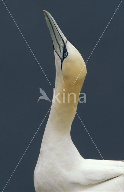 Northern Gannet (Morus bassanus)