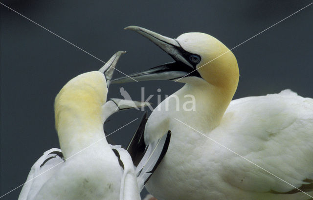 Northern Gannet (Morus bassanus)