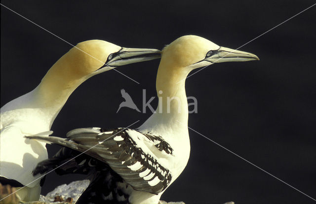 Northern Gannet (Morus bassanus)