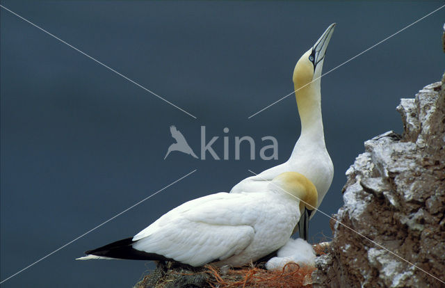 Northern Gannet (Morus bassanus)