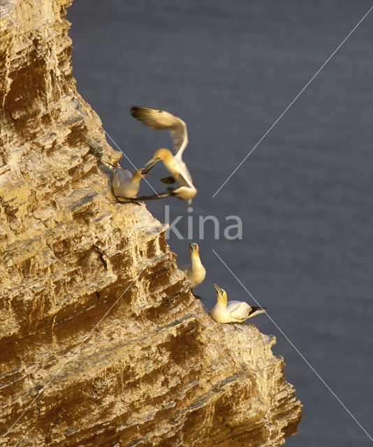 Northern Gannet (Morus bassanus)