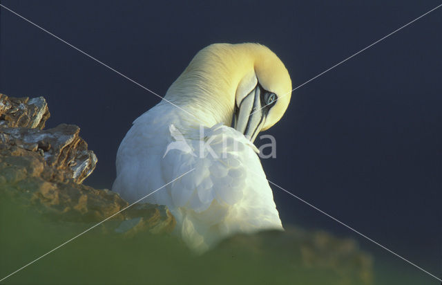 Northern Gannet (Morus bassanus)