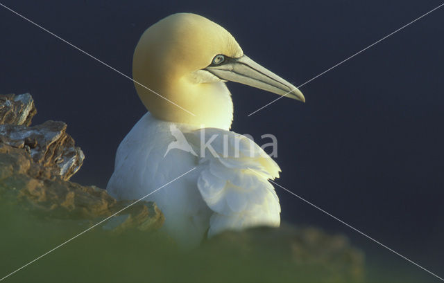 Northern Gannet (Morus bassanus)