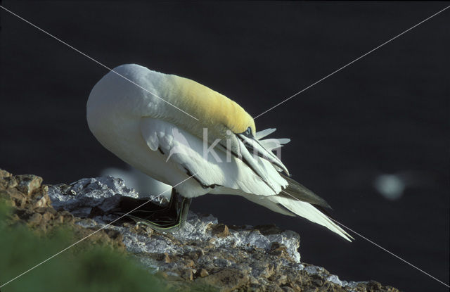 Northern Gannet (Morus bassanus)