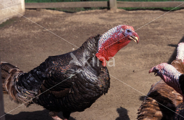 Kalkoen (Meleagris gallopavo)