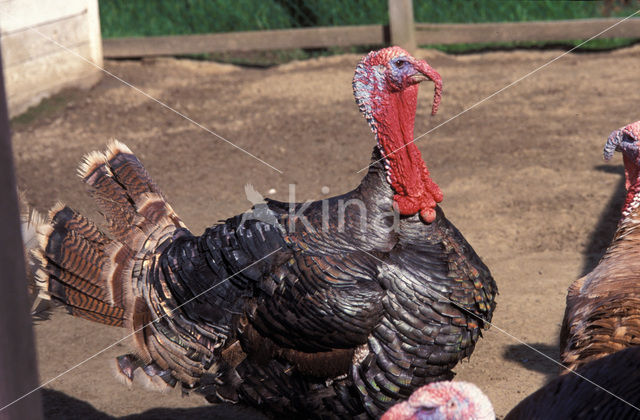 Kalkoen (Meleagris gallopavo)