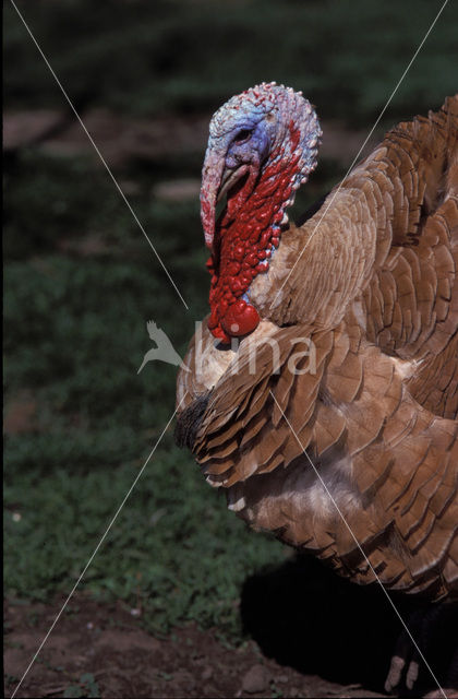 Wild Turkey (Meleagris gallopavo)