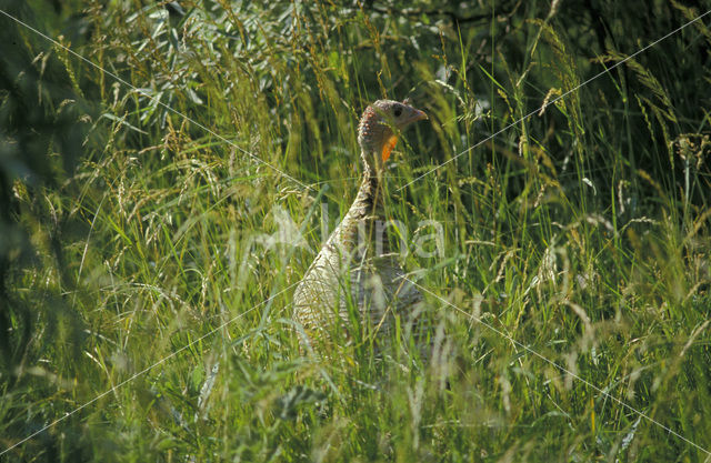 Kalkoen (Meleagris gallopavo)