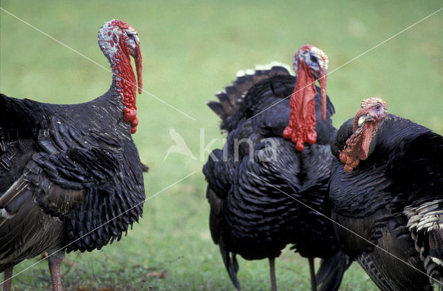 Wild Turkey (Meleagris gallopavo)