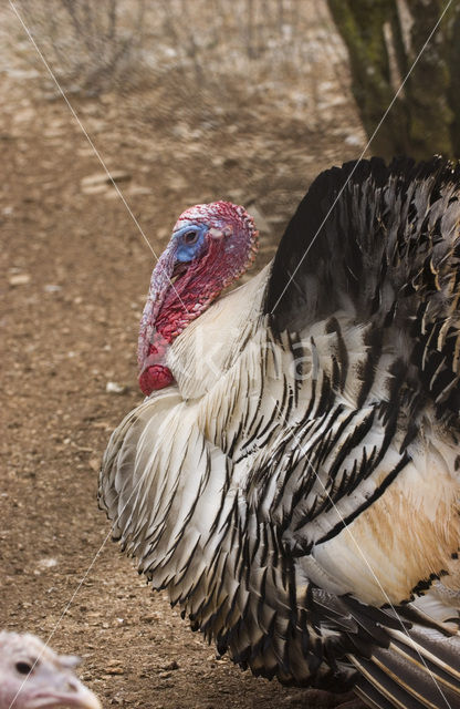 Wild Turkey (Meleagris gallopavo)