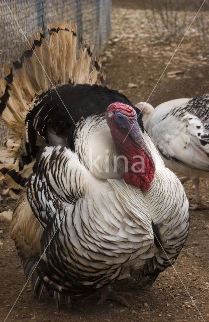 Wild Turkey (Meleagris gallopavo)