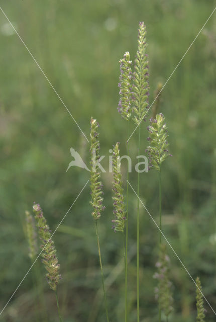 Kamgras (Cynosurus cristatus)