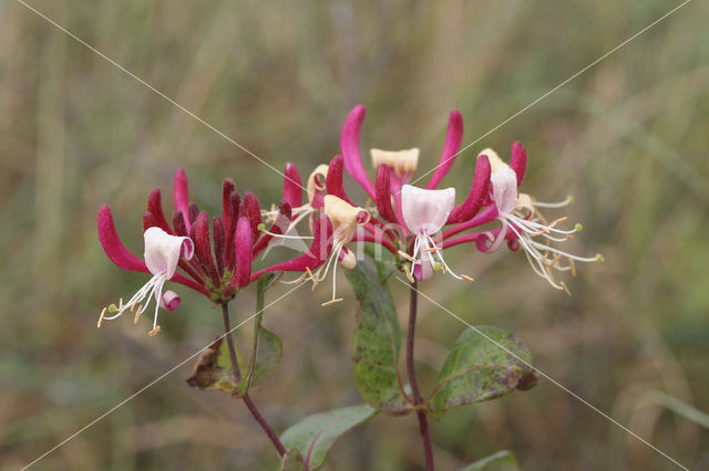 Honeysuckle (Lonicera)