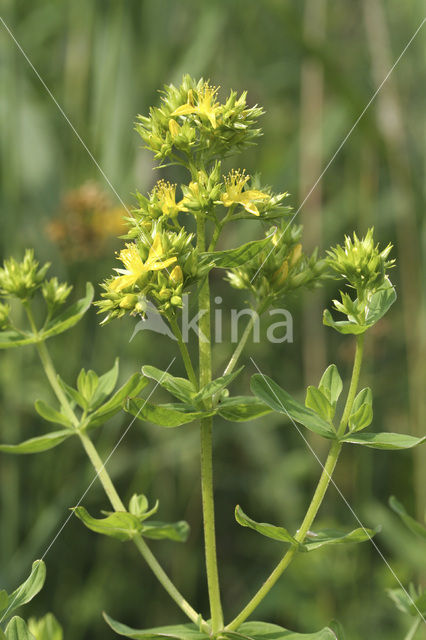 imperforate St John’s wort (Hypericum dubium)