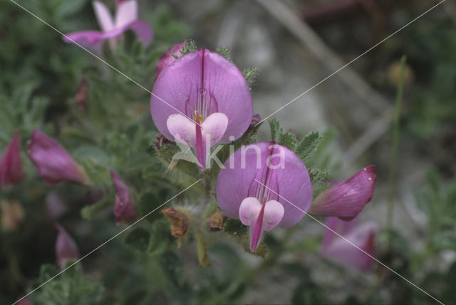 Spiny Restharrow (Ononis repens ssp. repens)