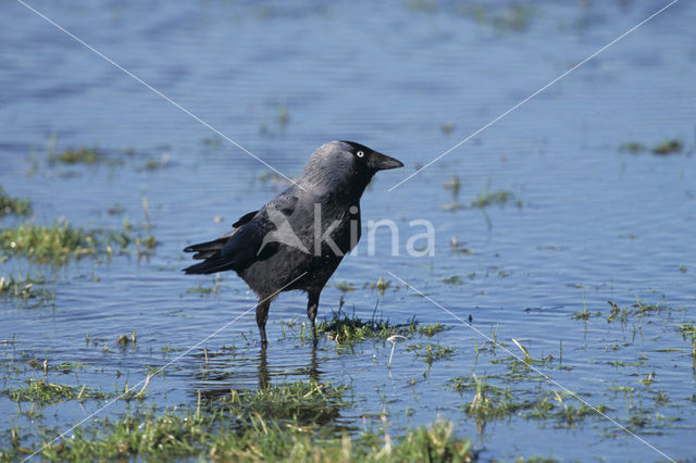 Eurasian Jackdaw (Corvus monedula)