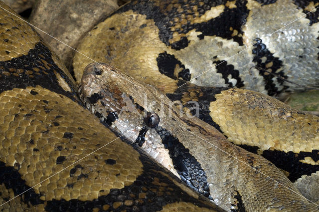 Keizerboa (Boa constrictor imperator)