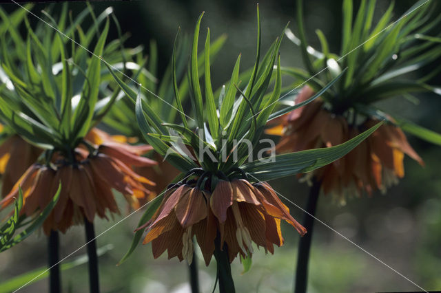 Keizerskroon (Fritillaria imperialis)