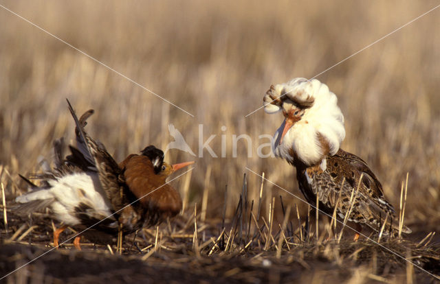 Kemphaan (Philomachus pugnax)