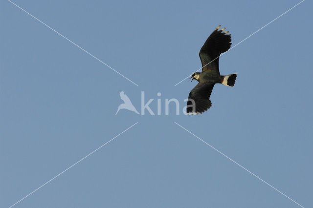 Lapwing (Vanellus vanellus)