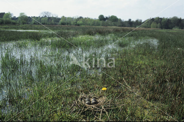 Kievit (Vanellus vanellus)