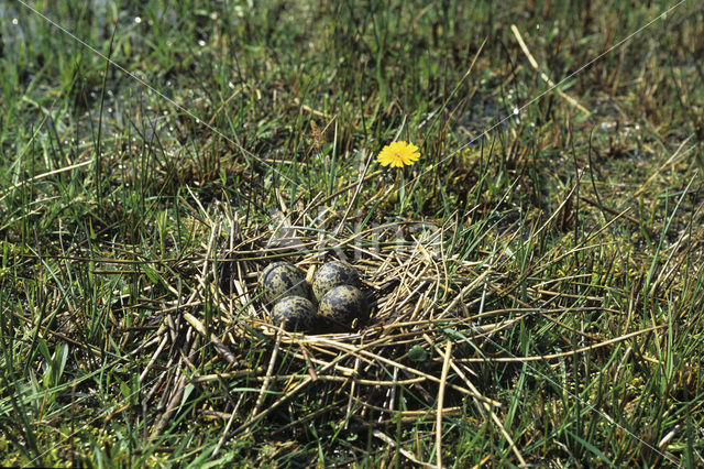 Lapwing (Vanellus vanellus)
