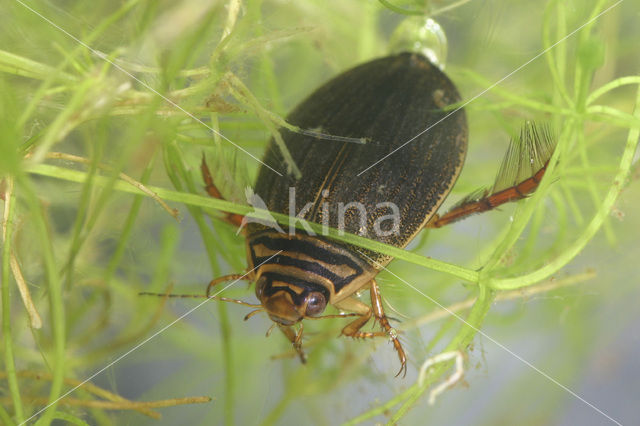 Pale-thighed acilius (Acilius canaliculatus)
