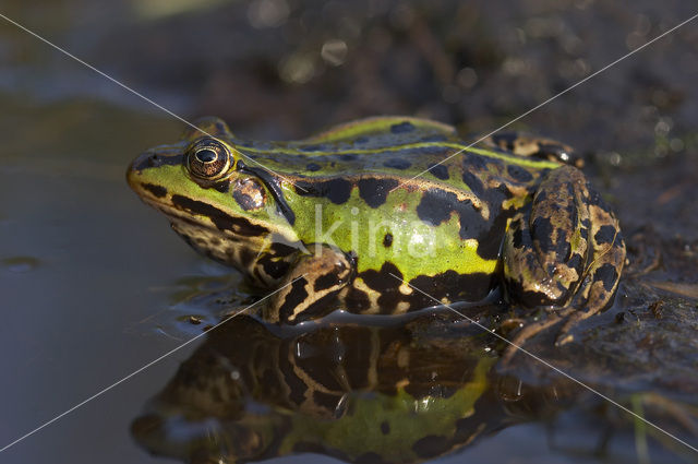 Kleine groene kikker