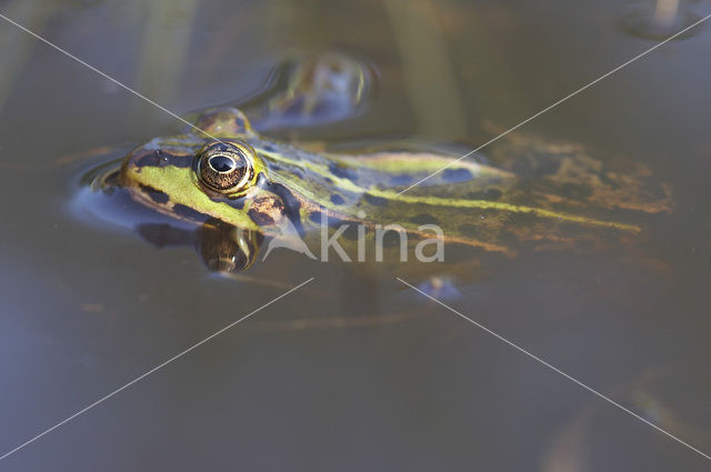 Kleine groene kikker