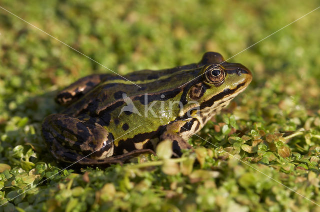 Pool Frog (Rana lessonae