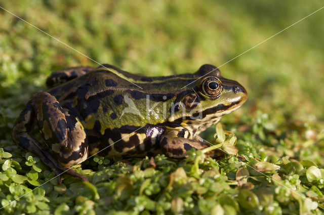 Pool Frog (Rana lessonae