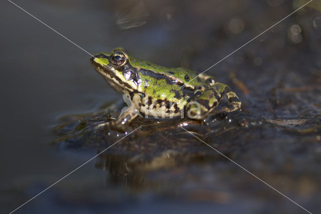 Kleine groene kikker