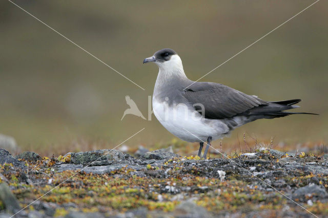 Kleine Jager (Stercorarius parasiticus)