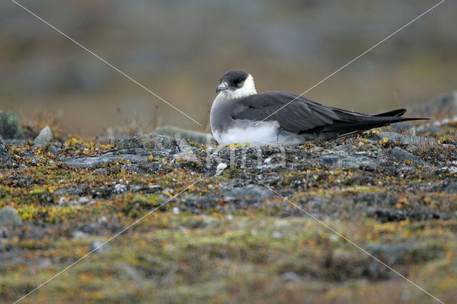 Parasitic Jaeger (Stercorarius parasiticus)