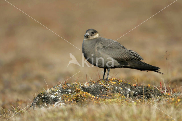 Parasitic Jaeger (Stercorarius parasiticus)