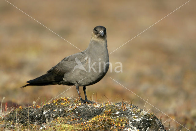 Parasitic Jaeger (Stercorarius parasiticus)