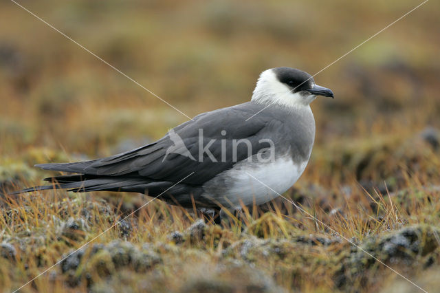 Parasitic Jaeger (Stercorarius parasiticus)