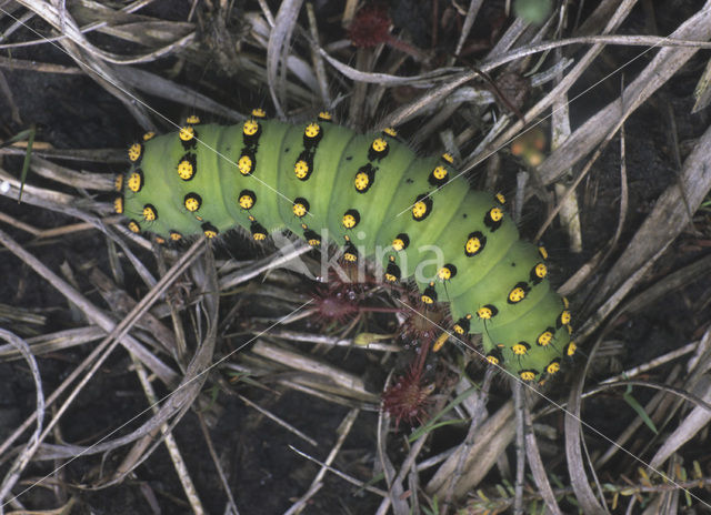 Emperor Moth (Saturnia pavonia)