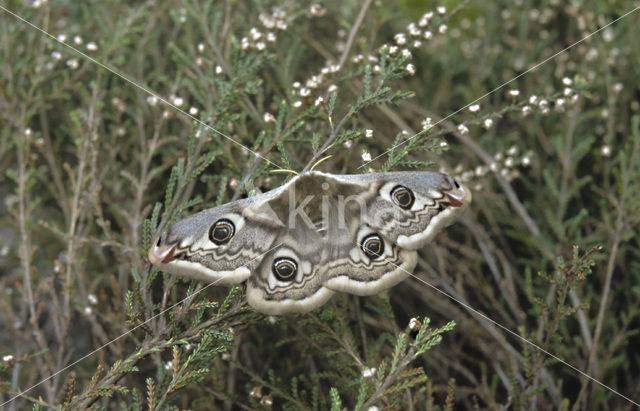 Kleine nachtpauwoog (Saturnia pavonia)