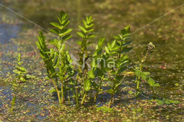 Lesser Waterparsnip