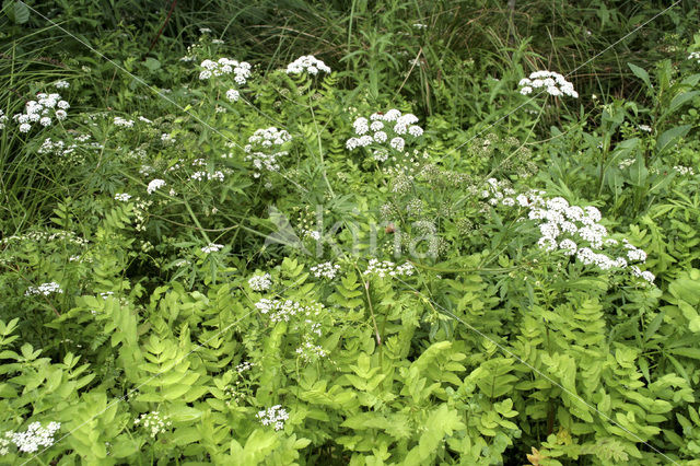 Kleine watereppe (Berula erecta)