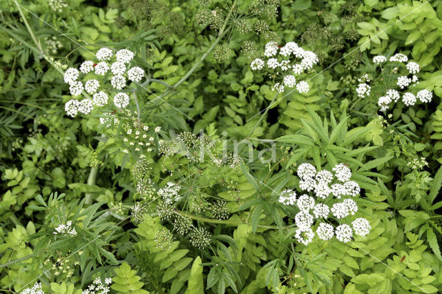 Kleine watereppe (Berula erecta)