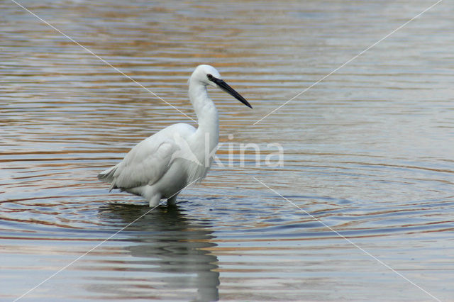 Little Egret (Egretta garzetta)