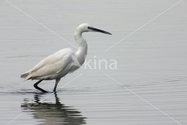 Little Egret (Egretta garzetta)