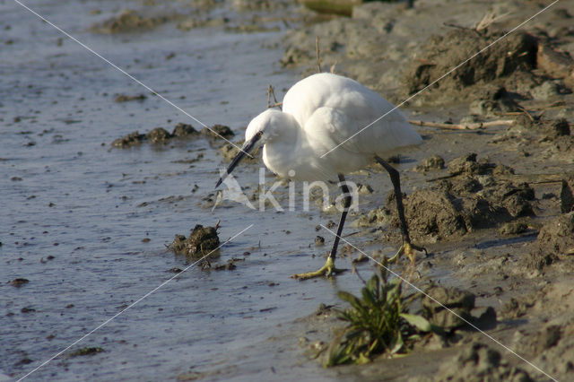 Kleine Zilverreiger (Egretta garzetta)