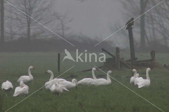 Kleine zwaan (Cygnus bewickii)