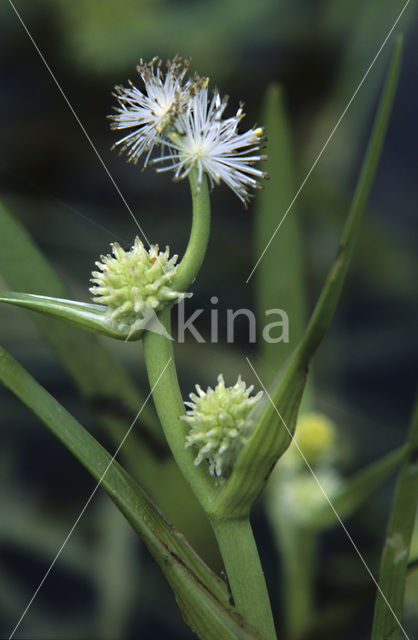 Kleinste egelskop (Sparganium natans)