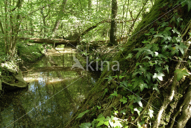 Common ivy (Hedera helix)