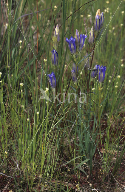 Klokjesgentiaan (Gentiana pneumonanthe)