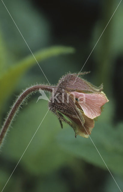 Wateravens (Geum rivale)